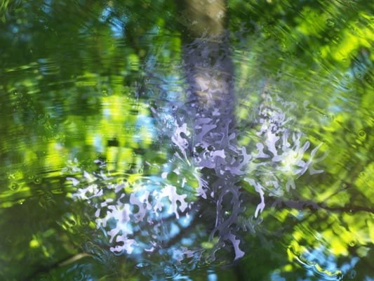 detail cousances