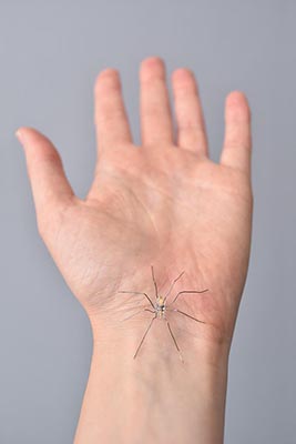 spin op hand